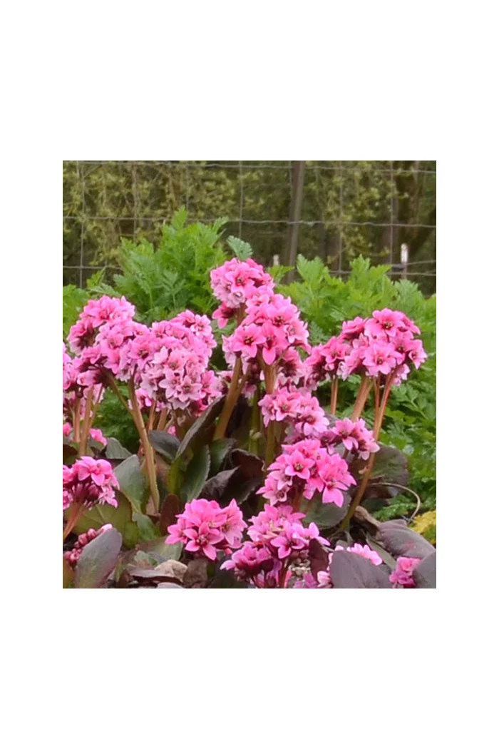 Bergenia 'Dragonfly Sakura' | Bergenia cordifolia