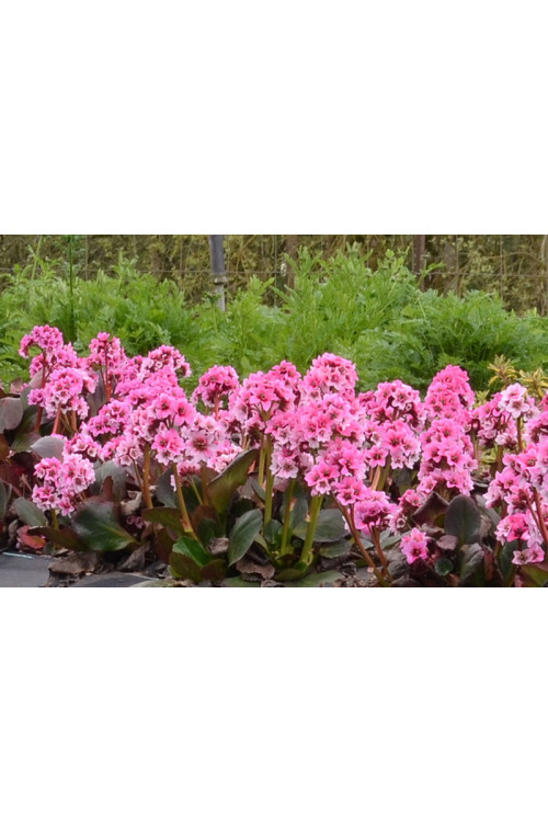 Bergenia 'Dragonfly Sakura' | Bergenia cordifolia