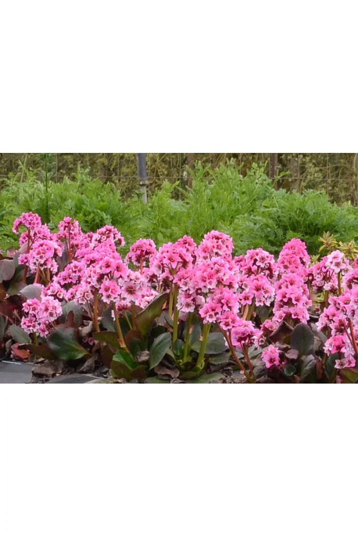 Bergenia 'Dragonfly Sakura' | Bergenia cordifolia