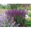 Szałwia omszona 'Caradonna Compact' | Salvia nemorosa