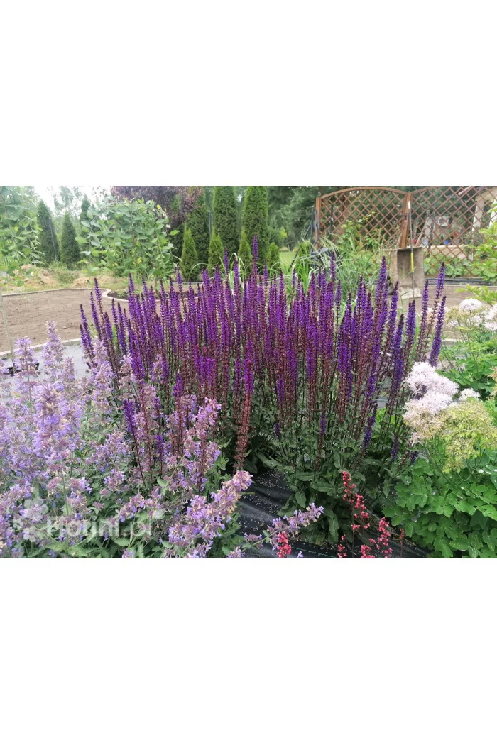 Szałwia omszona 'Caradonna Compact' | Salvia nemorosa