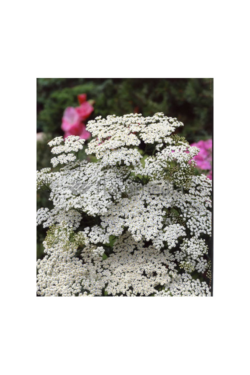 Krwawnik pospolity 'White Beauty'' Achillea millefolium