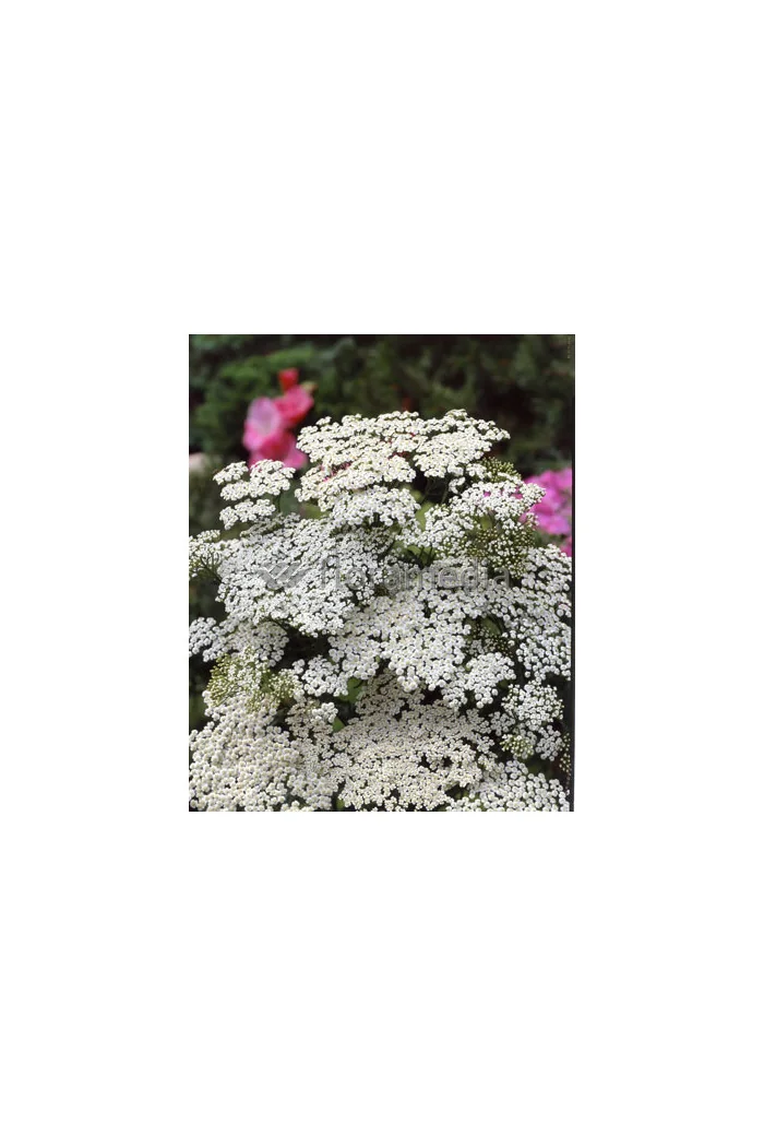 Krwawnik pospolity 'White Beauty'' Achillea millefolium