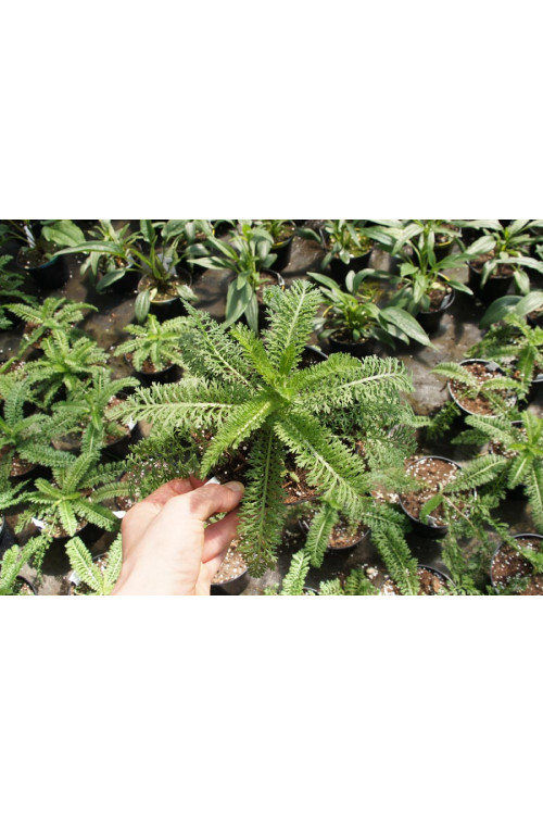 Krwawnik pospolity 'White Beauty'' Achillea millefolium