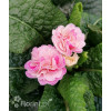 Pierwiosnek 'Belarina® Pink Champagne' | Primula