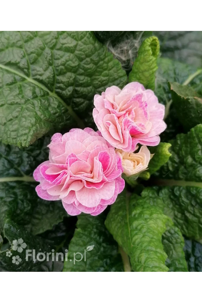 Pierwiosnek 'Belarina® Pink Champagne' | Primula