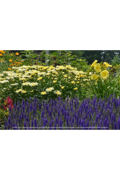 Złocień 'Banana Cream' | Leucanthemum x superbum