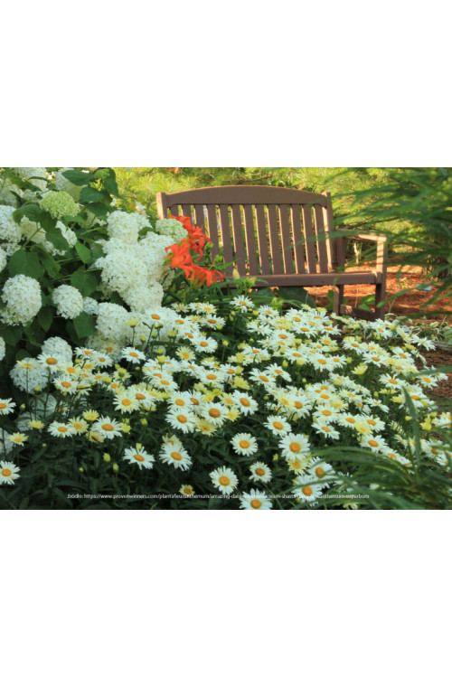 Złocień 'Banana Cream' | Leucanthemum x superbum