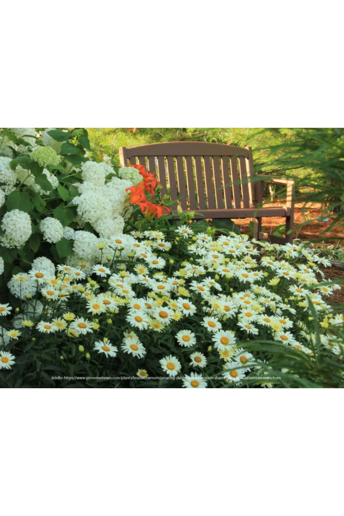 Złocień 'Banana Cream' | Leucanthemum x superbum