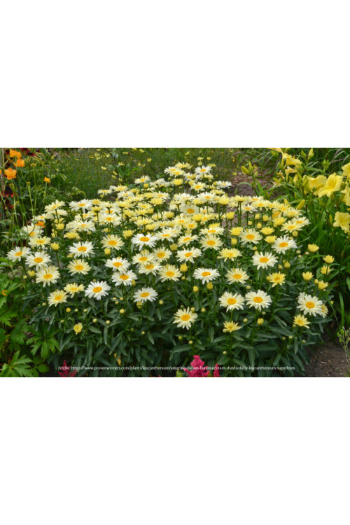 Złocień 'Banana Cream' | Leucanthemum x superbum