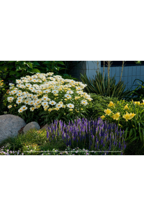 Złocień 'Banana Cream' | Leucanthemum x superbum