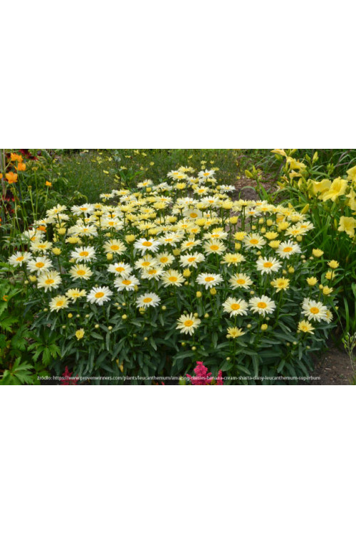 Złocień 'Banana Cream' | Leucanthemum x superbum