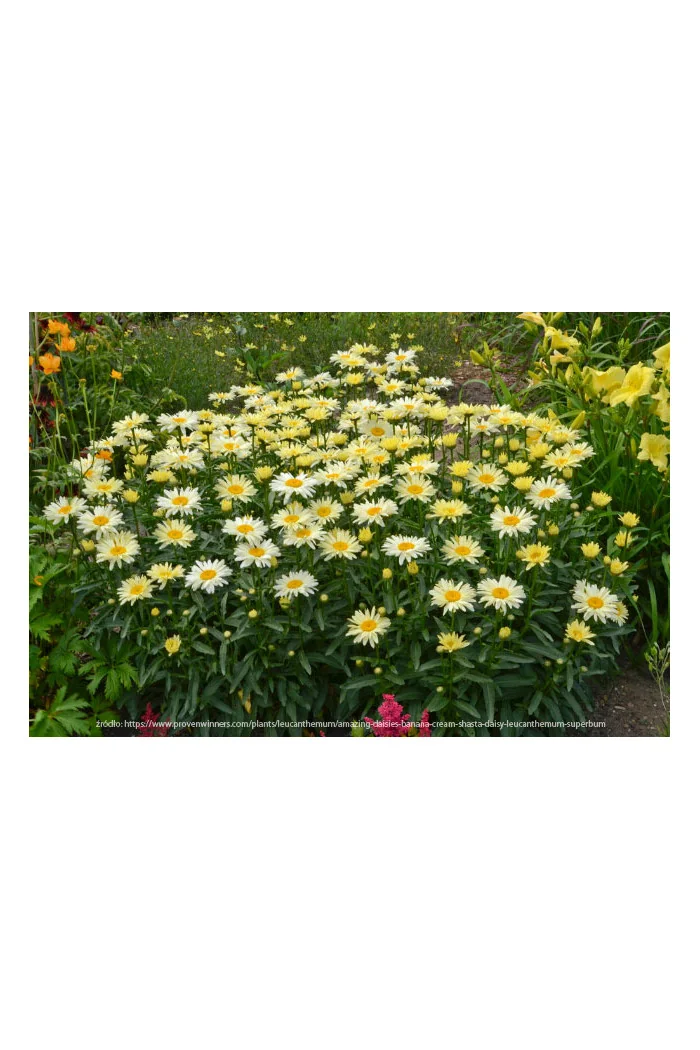 Złocień 'Banana Cream' | Leucanthemum x superbum