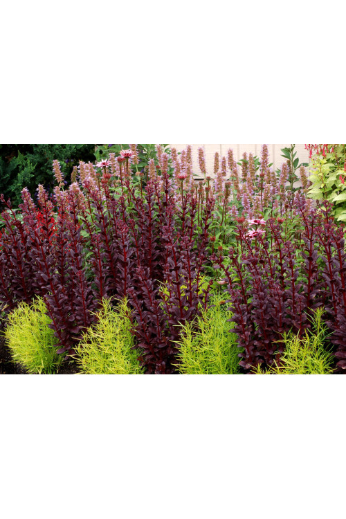 Rozchodnik karpacki 'Touchdown Teak' |Sedum telephium