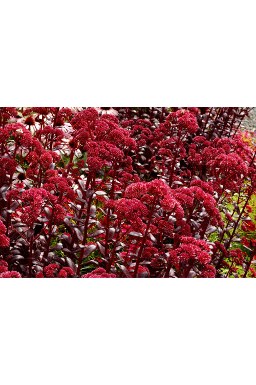 Rozchodnik karpacki 'Touchdown Teak' |Sedum telephium