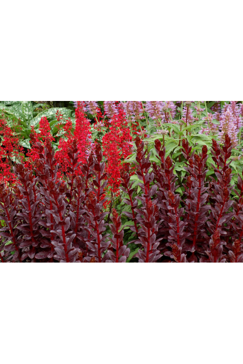 Rozchodnik karpacki 'Touchdown Teak' |Sedum telephium