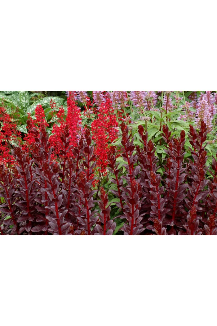 Rozchodnik karpacki 'Touchdown Teak' |Sedum telephium