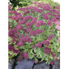 Rozchodnik okazały 'Carl' Sedum spectabile