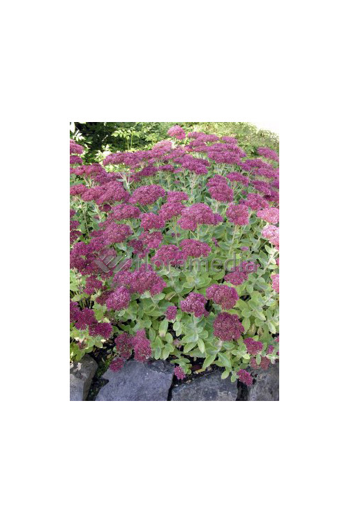 Rozchodnik okazały 'Carl' Sedum spectabile