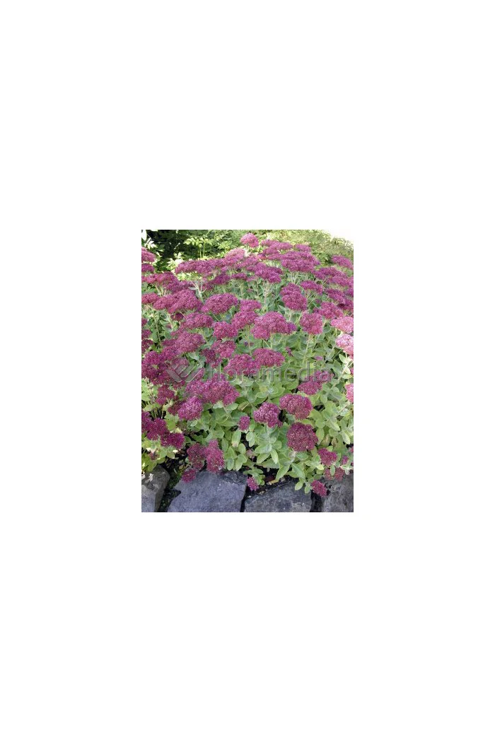 Rozchodnik okazały 'Carl' Sedum spectabile