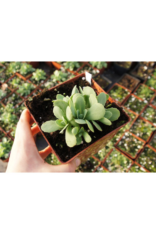 Rozchodnik okazały 'Carl' Sedum spectabile