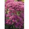 Rozchodnik okazały 'Carl' Sedum spectabile