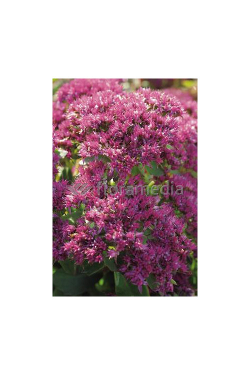Rozchodnik okazały 'Carl' Sedum spectabile