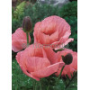 Mak wschodni 'Prinzessin Victoria Louise' Papaver orientale