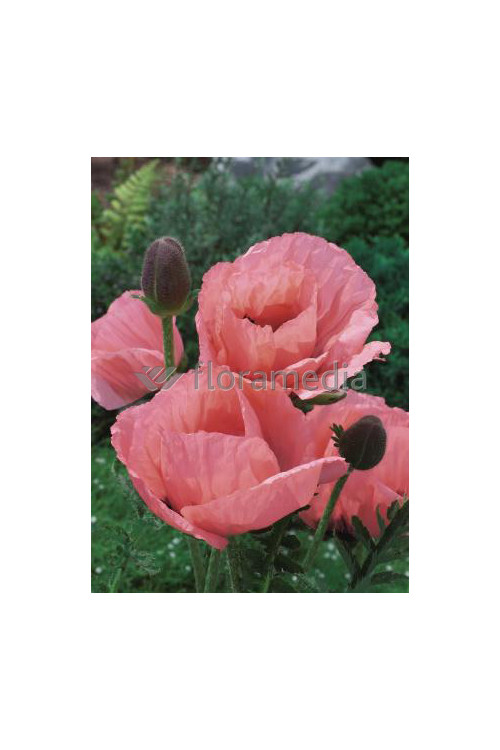 Mak wschodni 'Prinzessin Victoria Louise' Papaver orientale