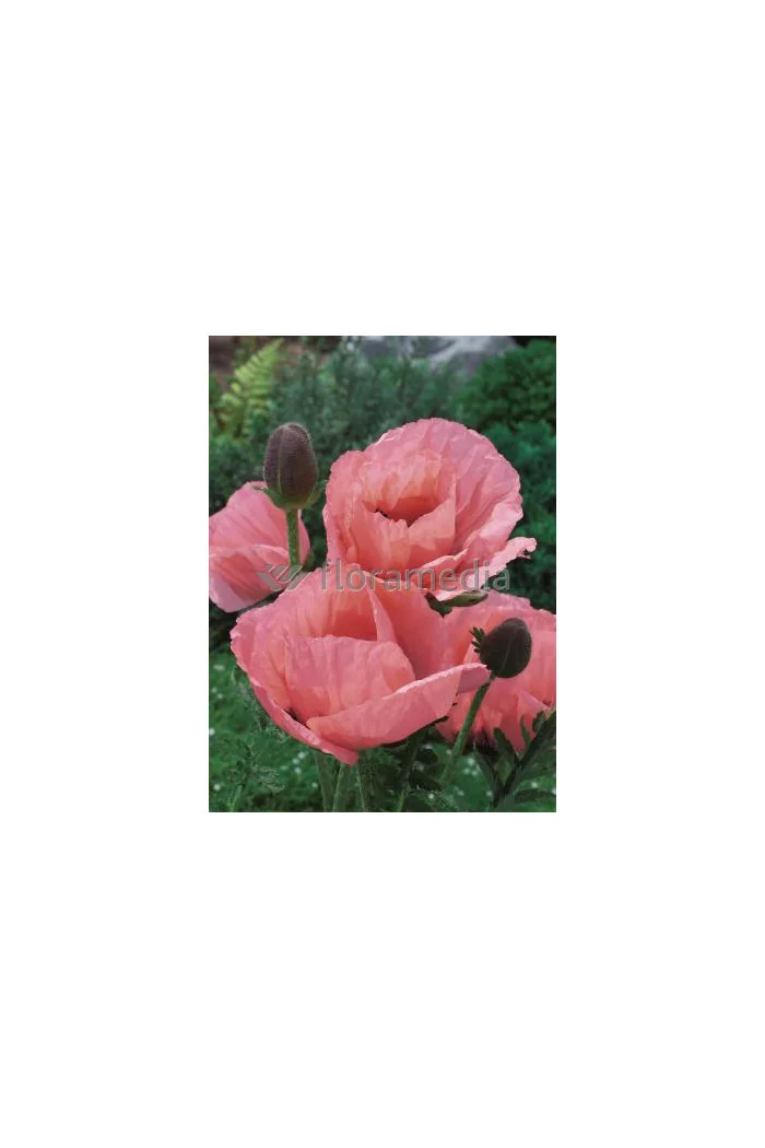 Mak wschodni 'Prinzessin Victoria Louise' Papaver orientale