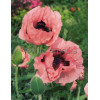 Mak wschodni 'Prinzessin Victoria Louise' Papaver orientale