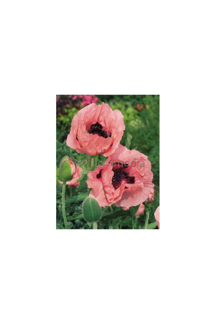 Mak wschodni 'Prinzessin Victoria Louise' Papaver orientale