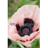 Mak wschodni 'Prinzessin Victoria Louise' Papaver orientale