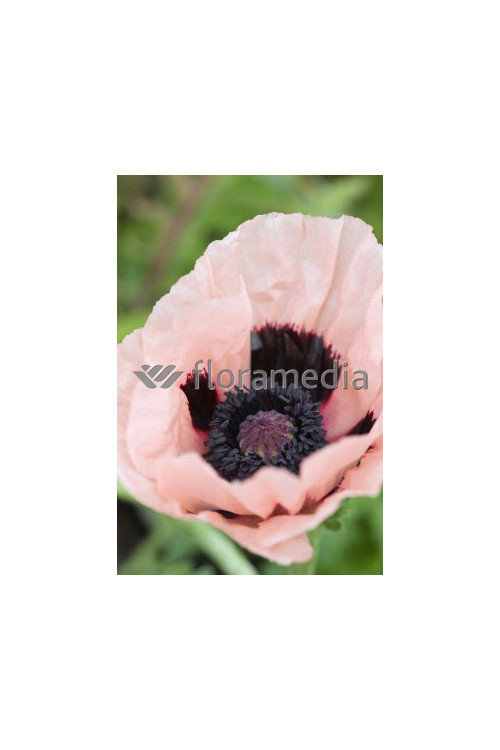 Mak wschodni 'Prinzessin Victoria Louise' Papaver orientale