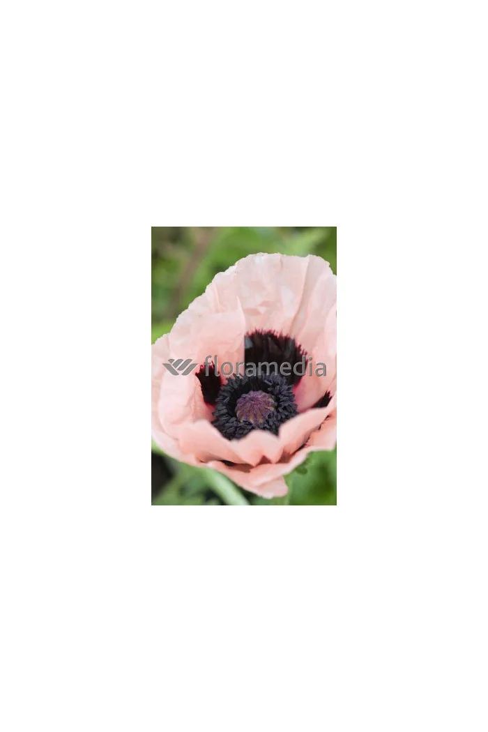 Mak wschodni 'Prinzessin Victoria Louise' Papaver orientale