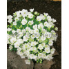 Dzwonek karpacki 'White Clips' Campanula carpatica