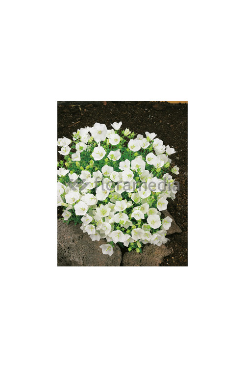 Dzwonek karpacki 'White Clips' Campanula carpatica