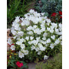 Dzwonek karpacki 'White Clips' Campanula carpatica
