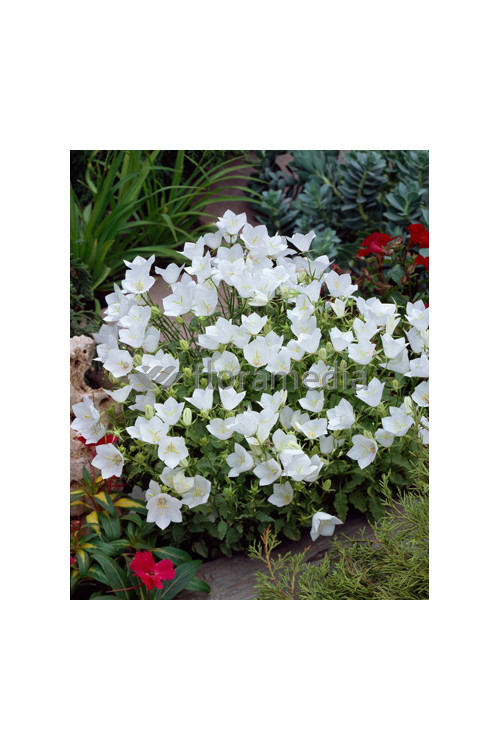 Dzwonek karpacki 'White Clips' Campanula carpatica