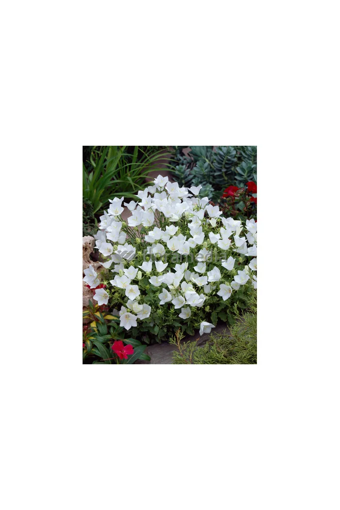 Dzwonek karpacki 'White Clips' Campanula carpatica