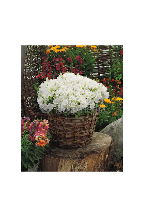 Dzwonek karpacki 'White Clips' Campanula carpatica