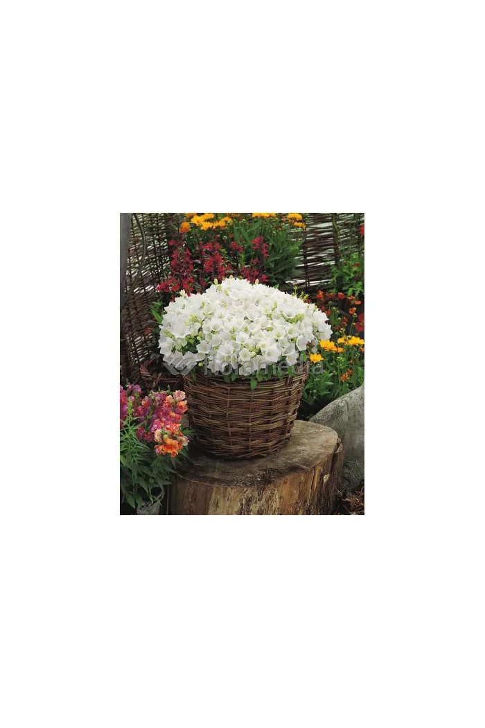 Dzwonek karpacki 'White Clips' Campanula carpatica