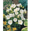 Dzwonek karpacki 'White Clips' Campanula carpatica