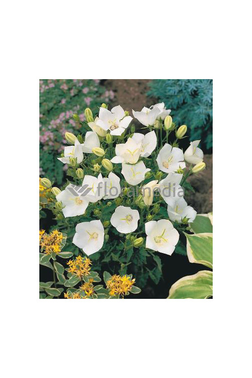 Dzwonek karpacki 'White Clips' Campanula carpatica