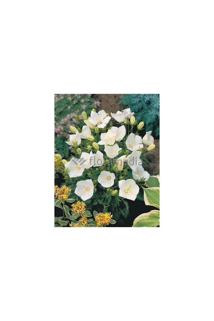 Dzwonek karpacki 'White Clips' Campanula carpatica