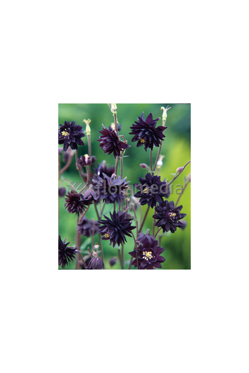 Orlik 'Black Barlow' | Aquilegia hybrida