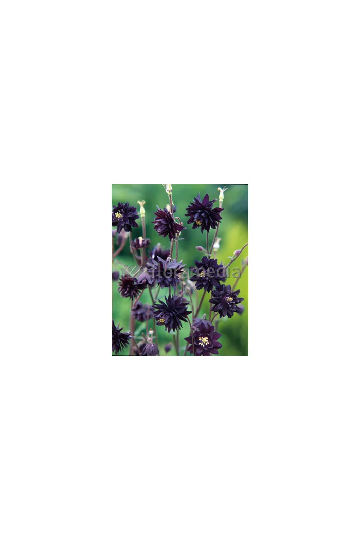 Orlik 'Black Barlow' | Aquilegia hybrida