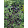 Orlik 'Black Barlow' | Aquilegia hybrida