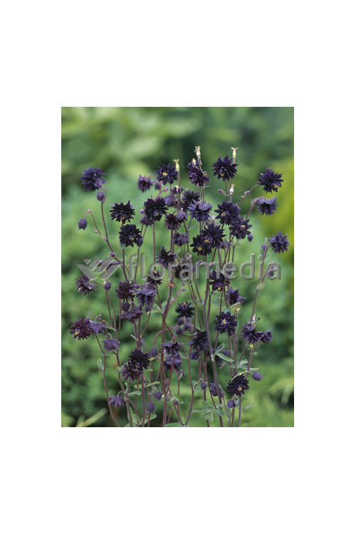 Orlik 'Black Barlow' | Aquilegia hybrida