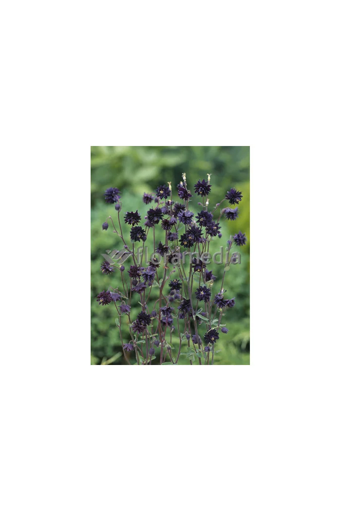 Orlik 'Black Barlow' | Aquilegia hybrida